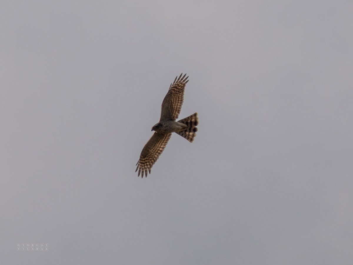 Eurasian Sparrowhawk - ML646898193