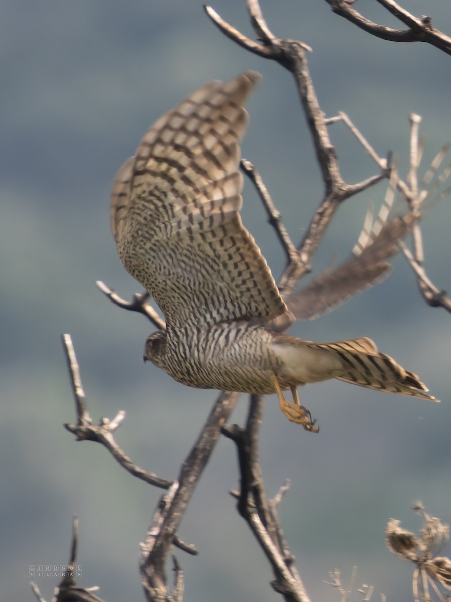 ハイタカ - ML646898195