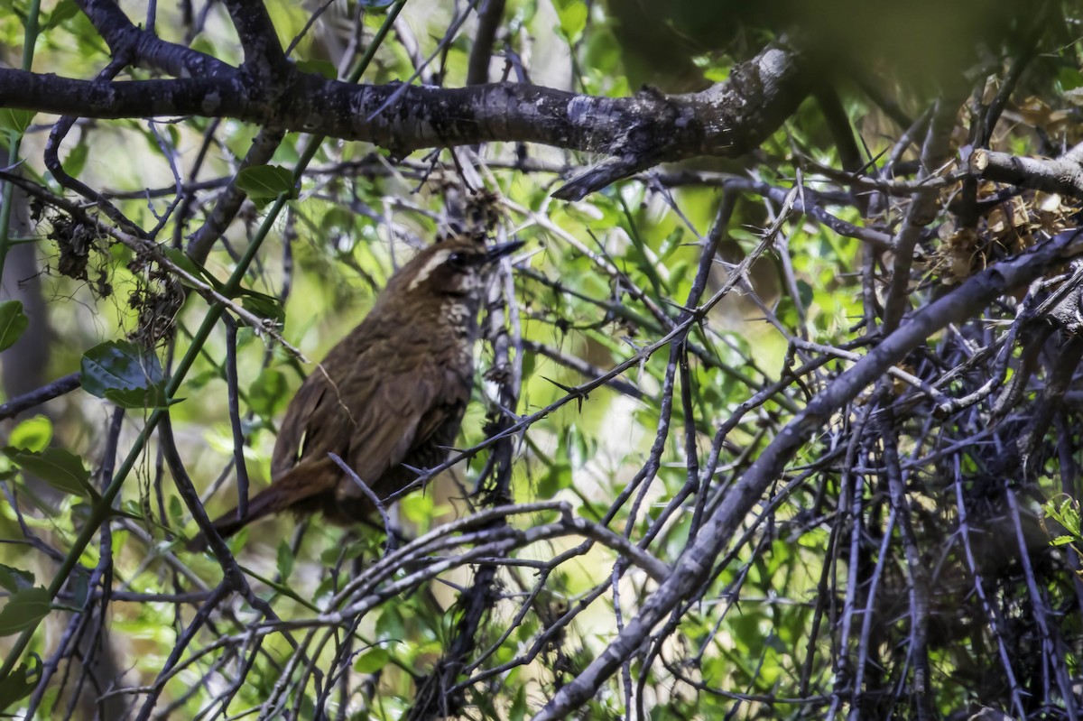 White-throated Tapaculo - ML646898197