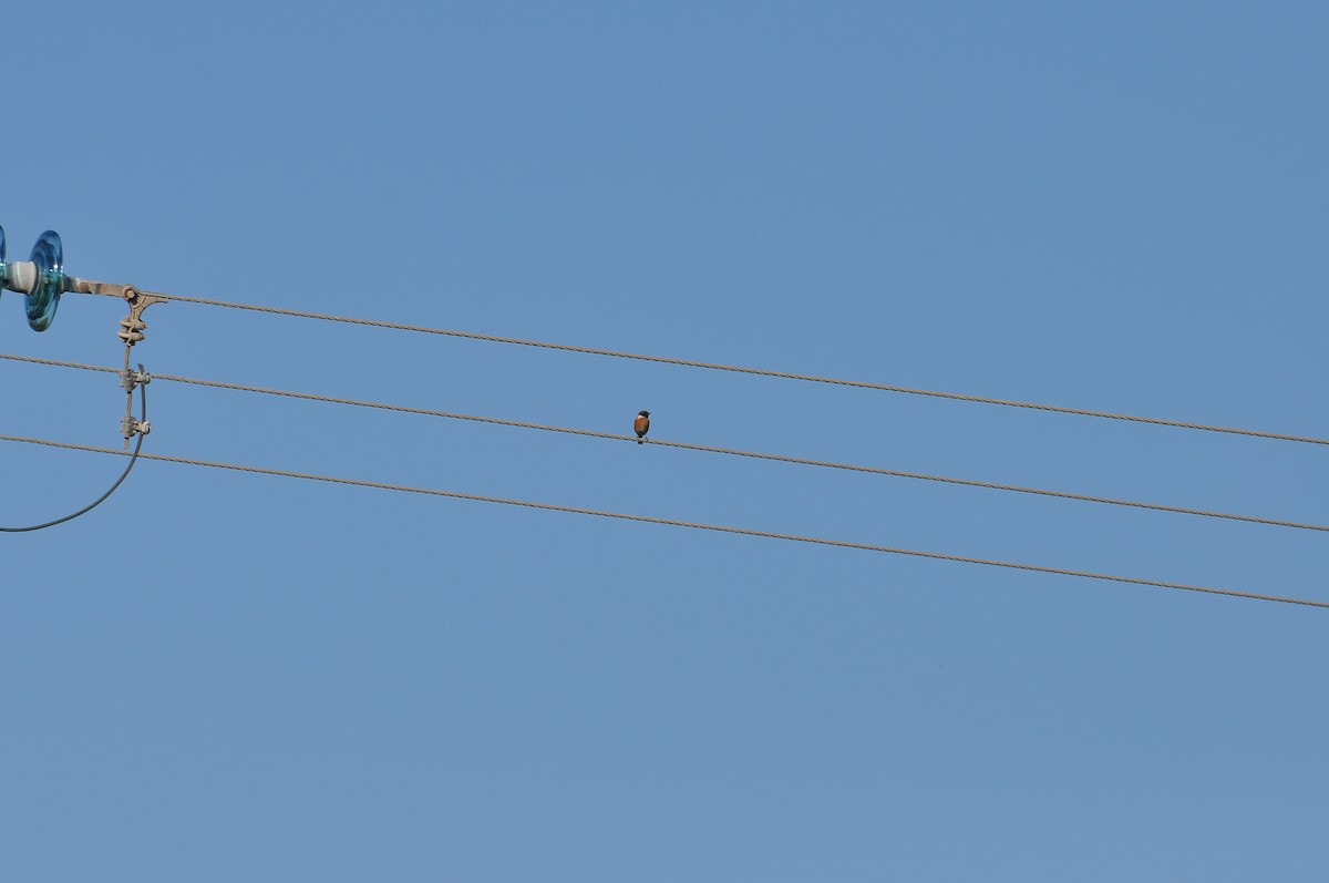 European Stonechat - ML646898198
