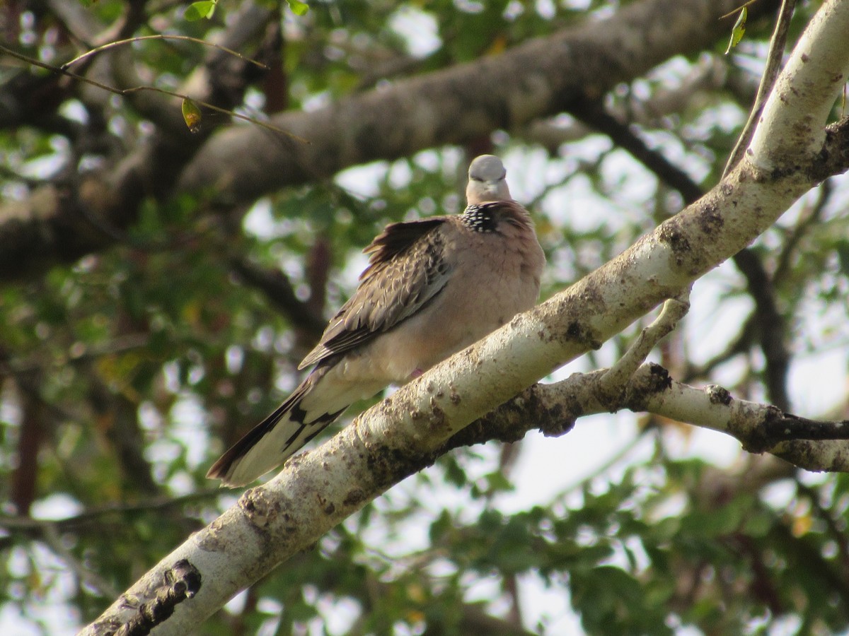 Spotted Dove - ML646898202