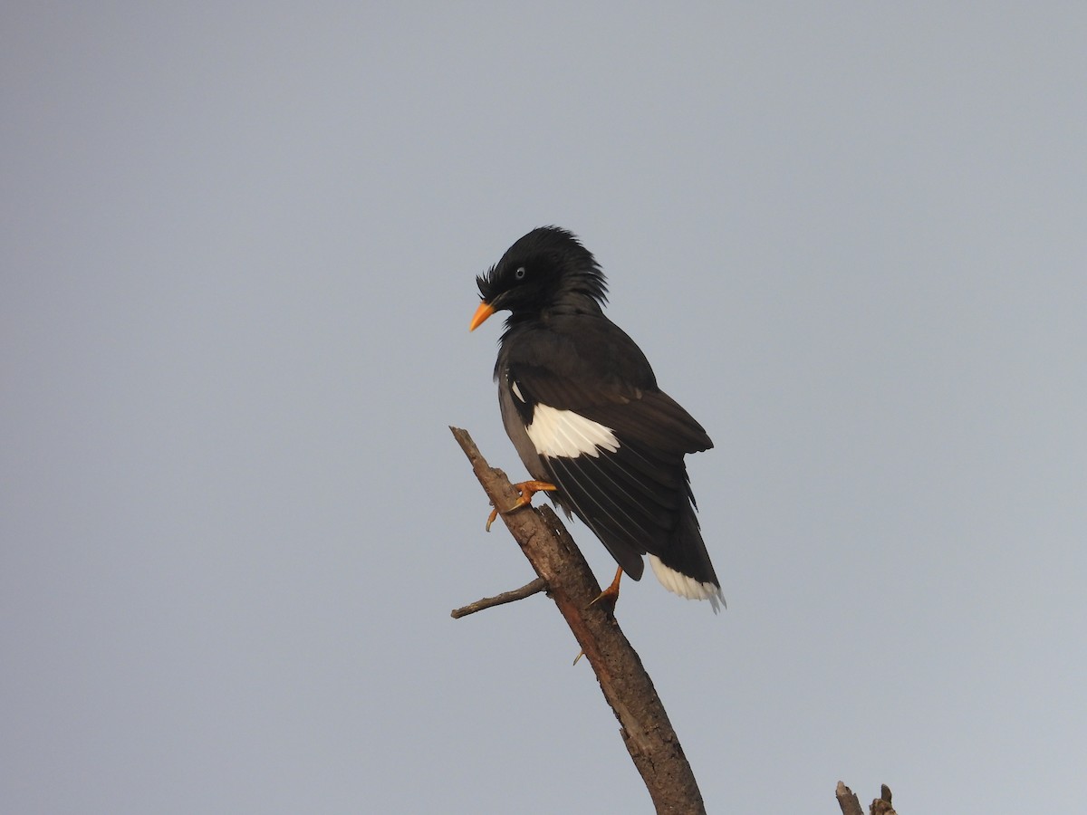 Jungle Myna - ML646898203