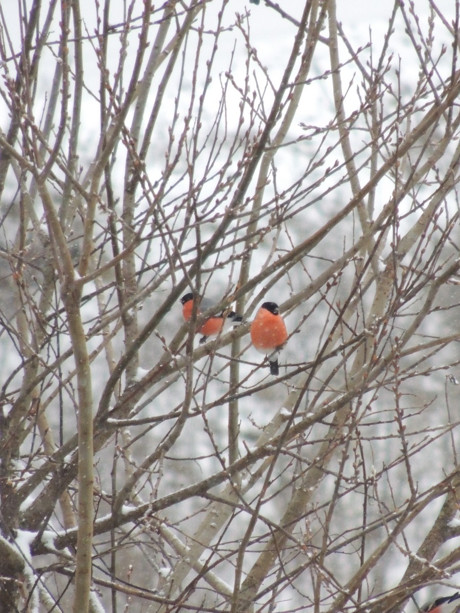 歐亞鷽 - ML646898207