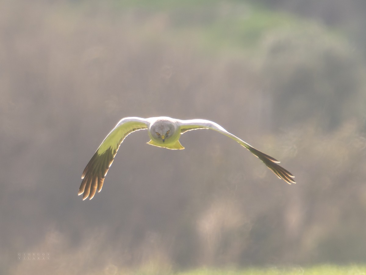 Hen Harrier - ML646898211