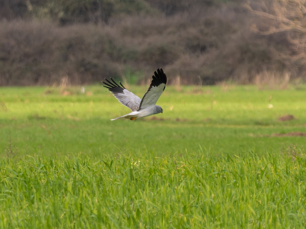 Hen Harrier - ML646898212