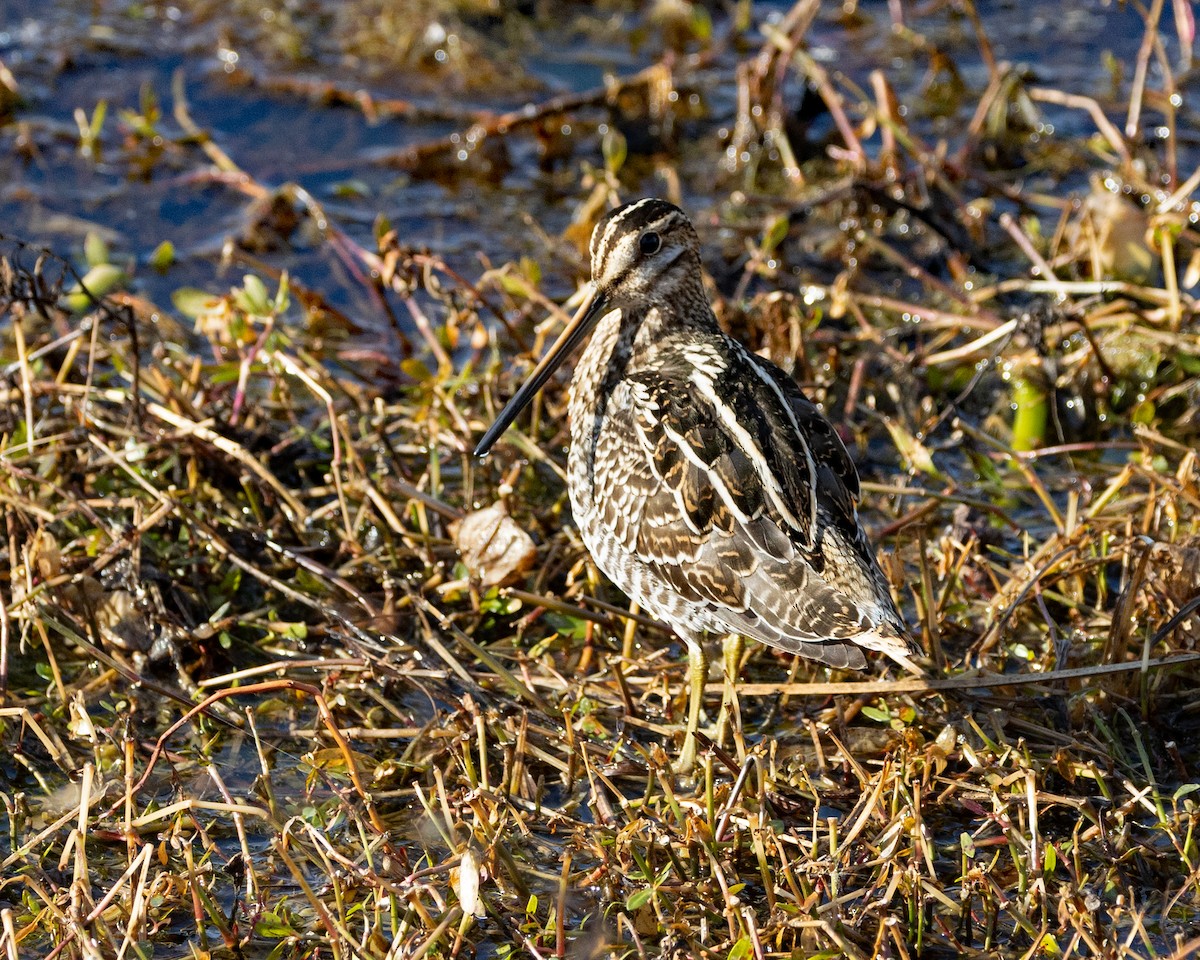 Wilson's Snipe - ML646898213