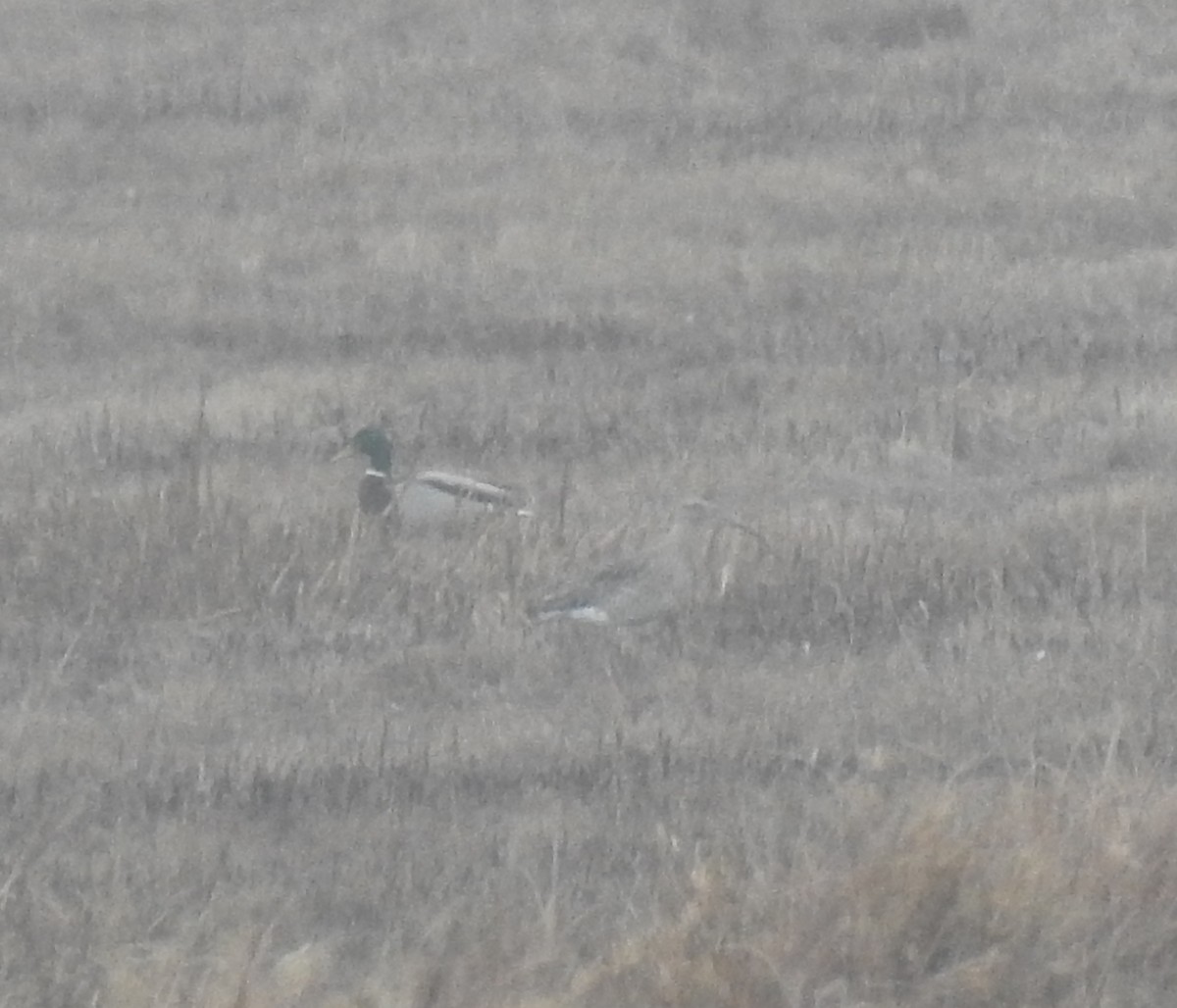 Eurasian Curlew - ML646898214