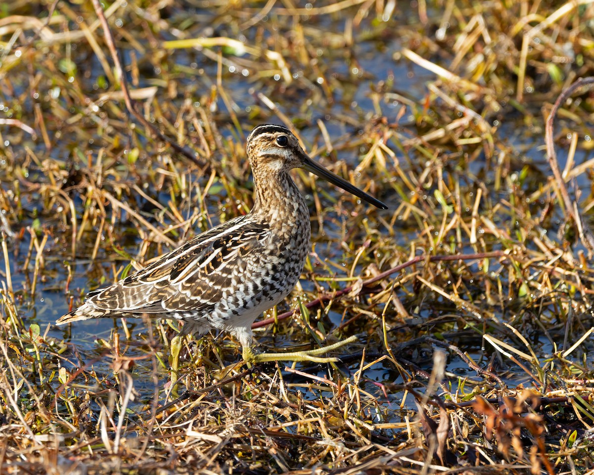 Wilson's Snipe - ML646898216