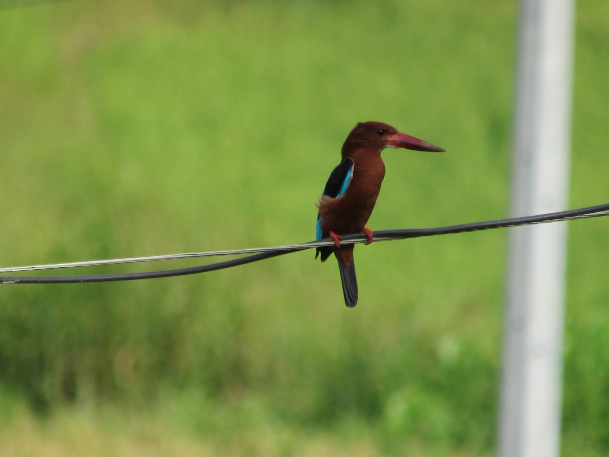 Brown-breasted Kingfisher - ML646898219