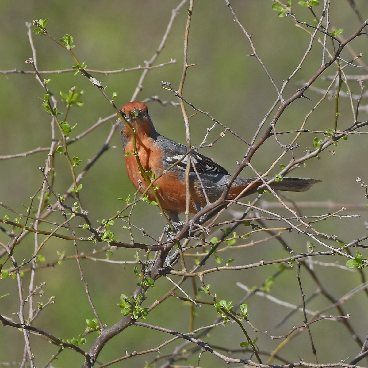White-tipped Plantcutter - ML646898224