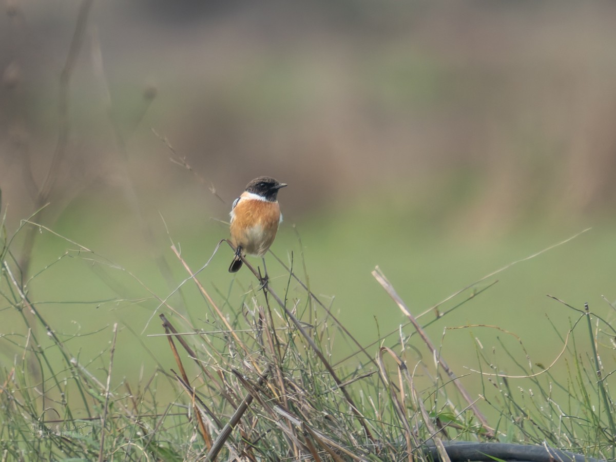 Pitxartxar burubeltza - ML646898225