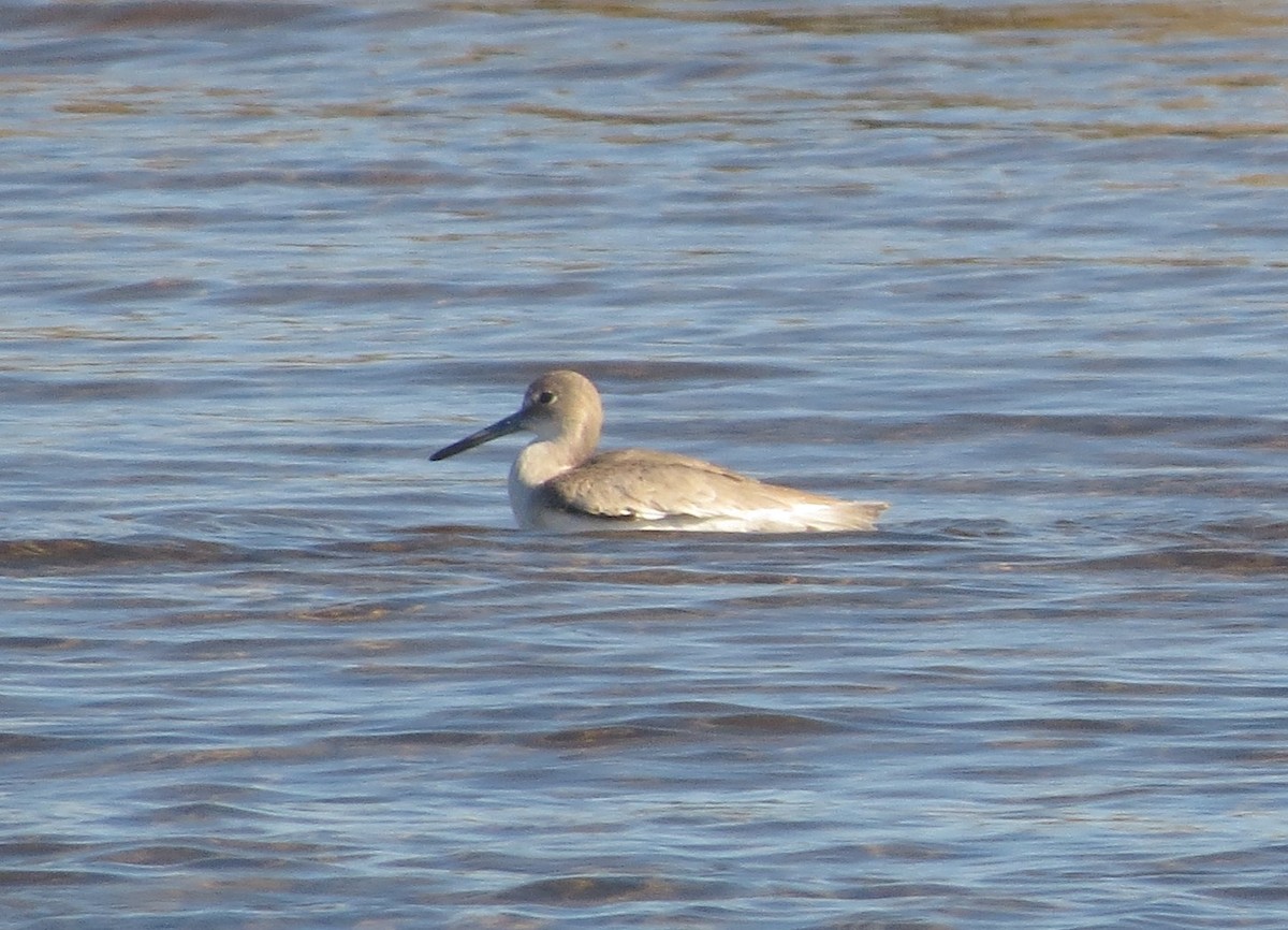 Kuliska erdipalmatua - ML646898226