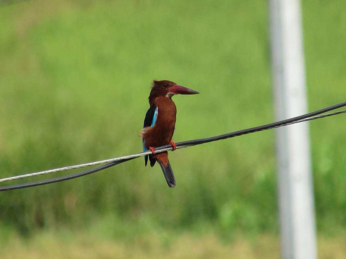 Brown-breasted Kingfisher - ML646898229
