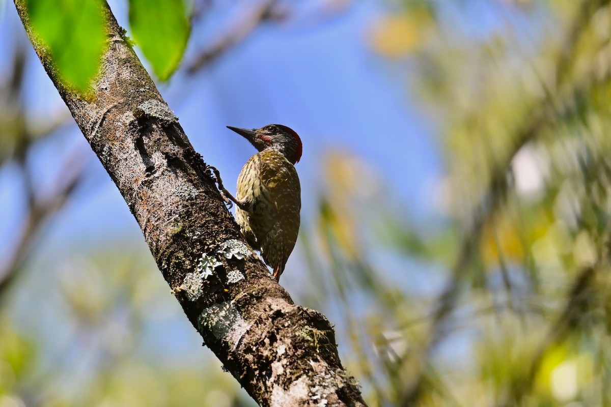 Golden-tailed Woodpecker (Golden-tailed) - ML646898230