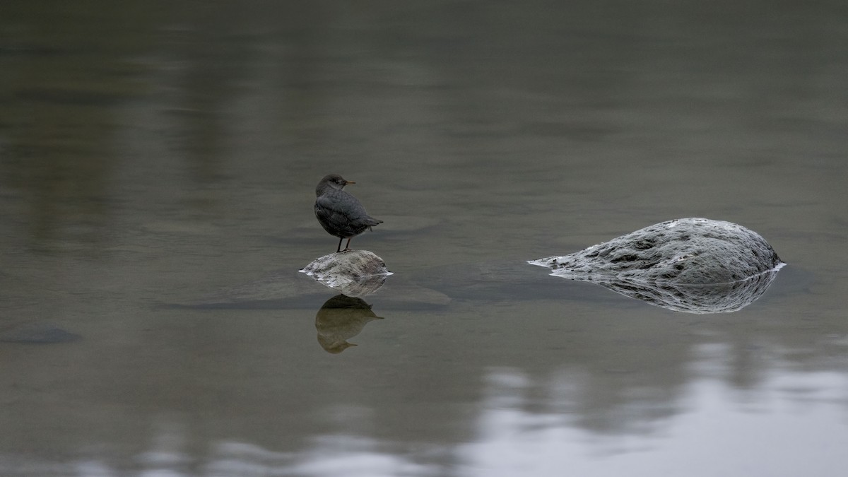 Ur-zozo iparramerikarra - ML646898231