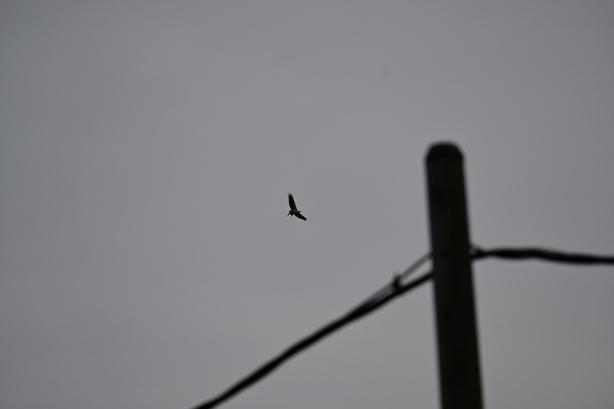 Орлан білочеревий - ML646898232