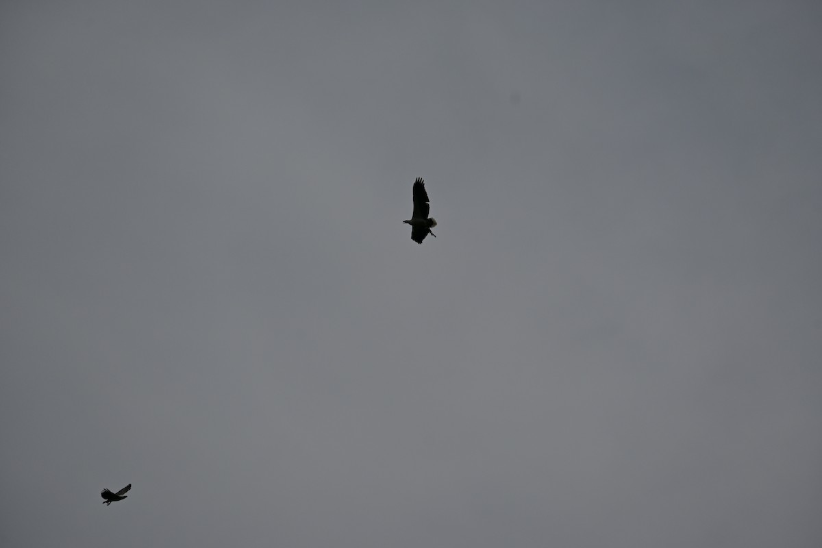 Орлан білочеревий - ML646898233