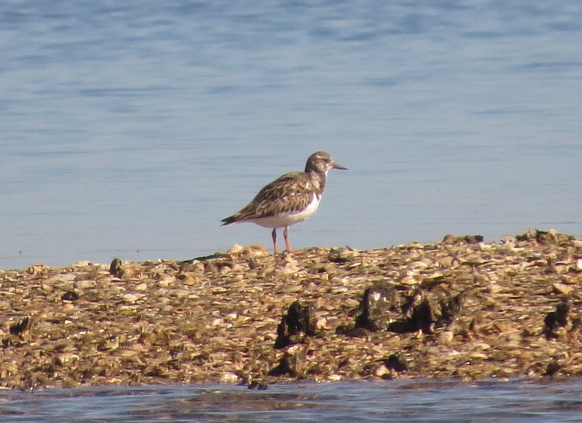 Harri-iraulari arrunta - ML646898234