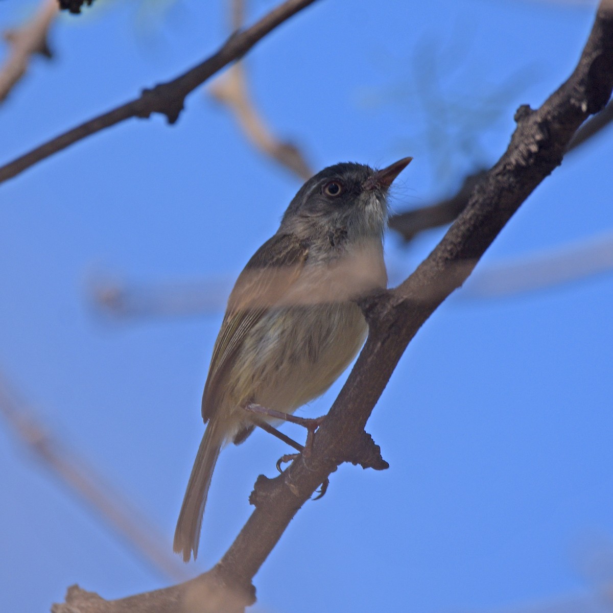 Pearly-vented Tody-Tyrant - ML646898235