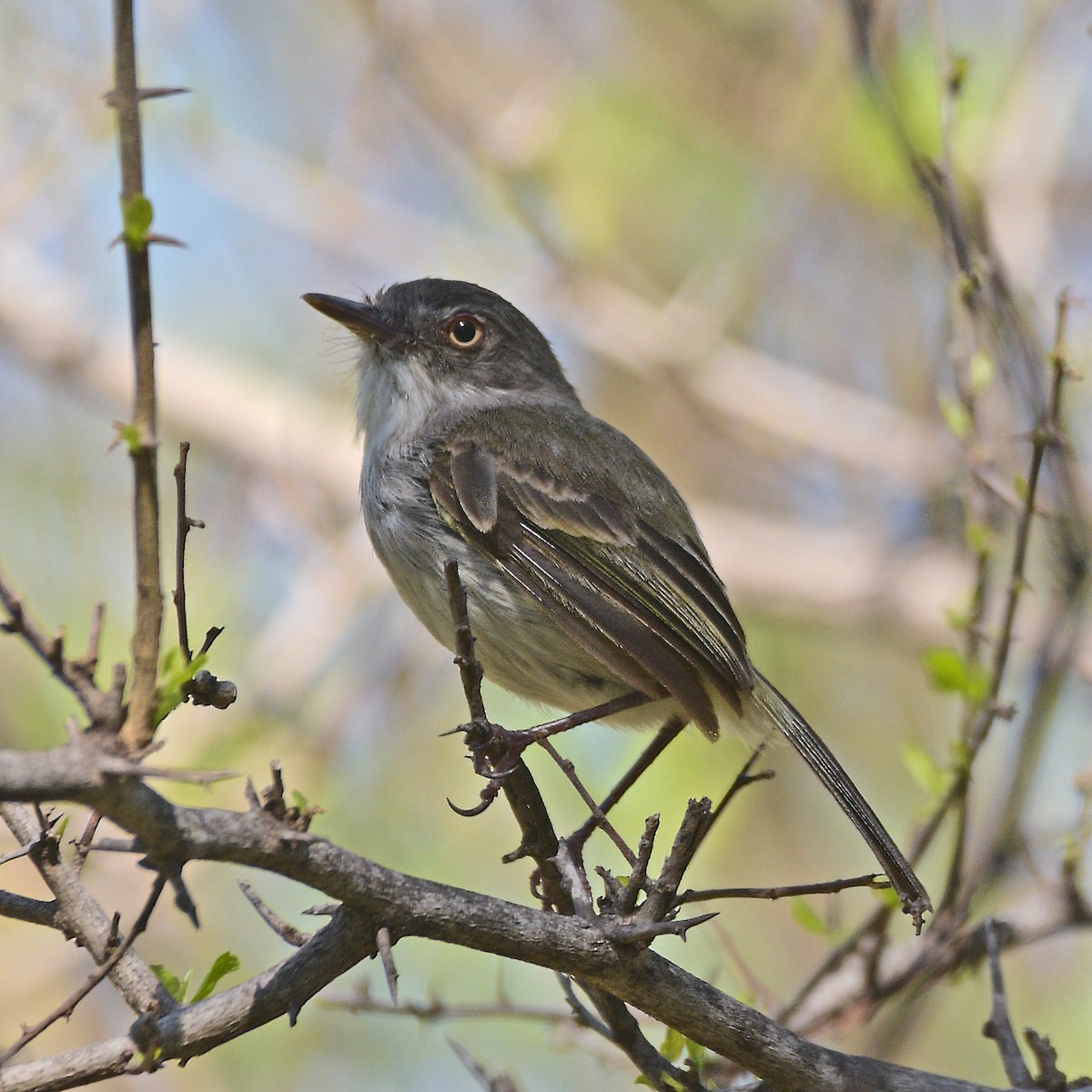 Pearly-vented Tody-Tyrant - ML646898236