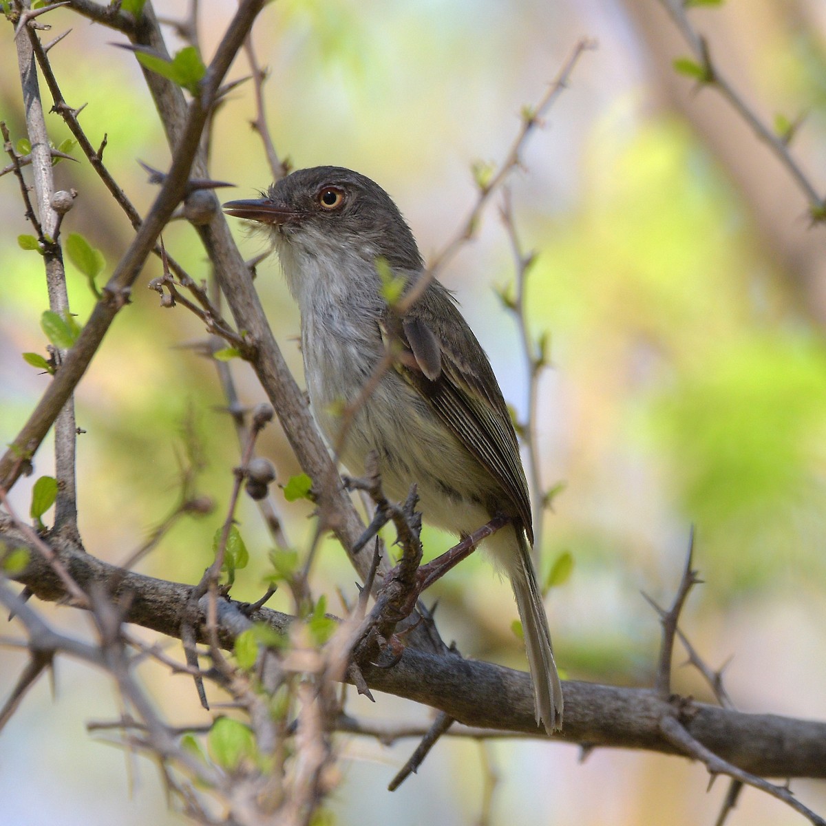 Pearly-vented Tody-Tyrant - ML646898237