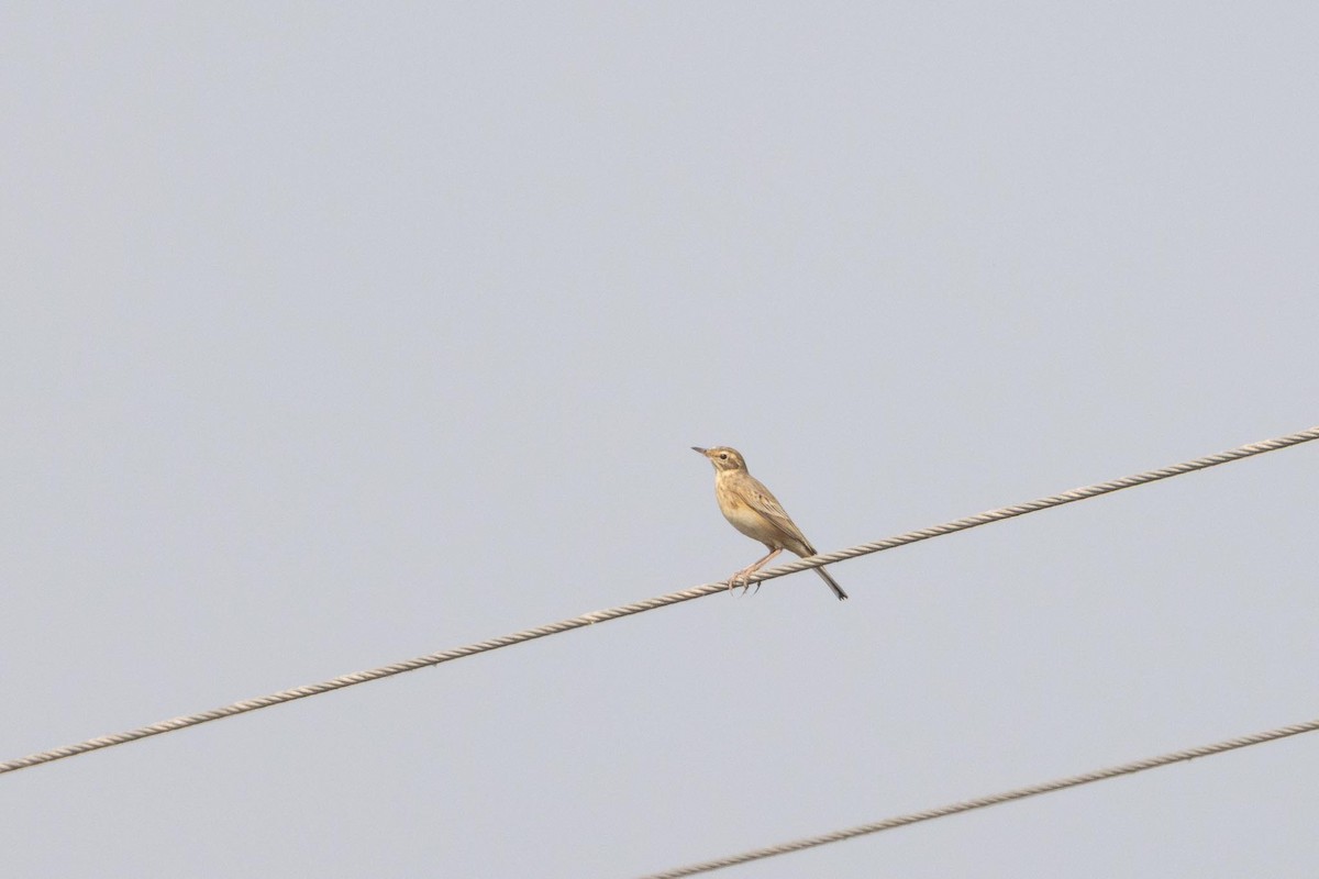 Txirta ekialdetarra - ML646898238