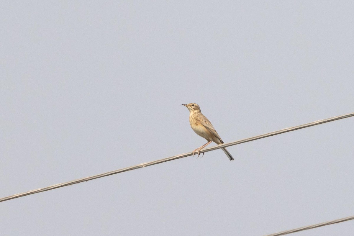 Txirta ekialdetarra - ML646898239