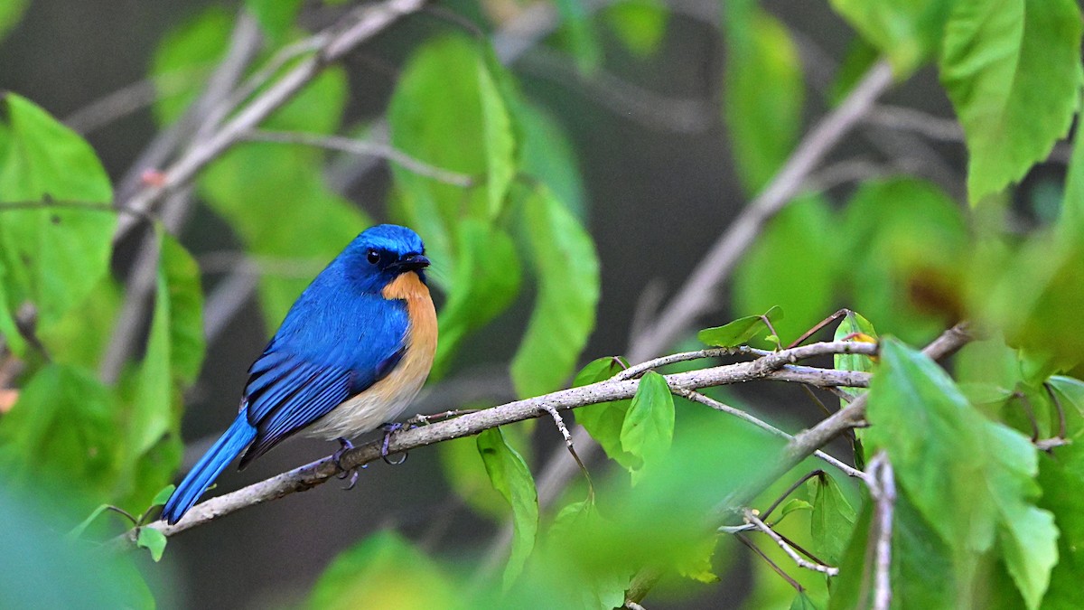 Tickell's Blue Flycatcher - ML646898240