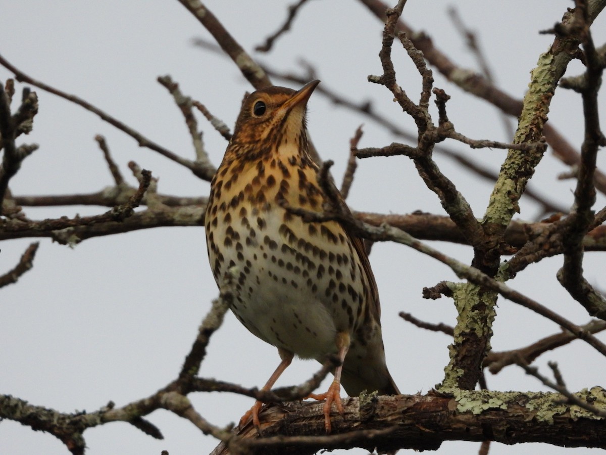 Birigarro arrunta - ML646898241