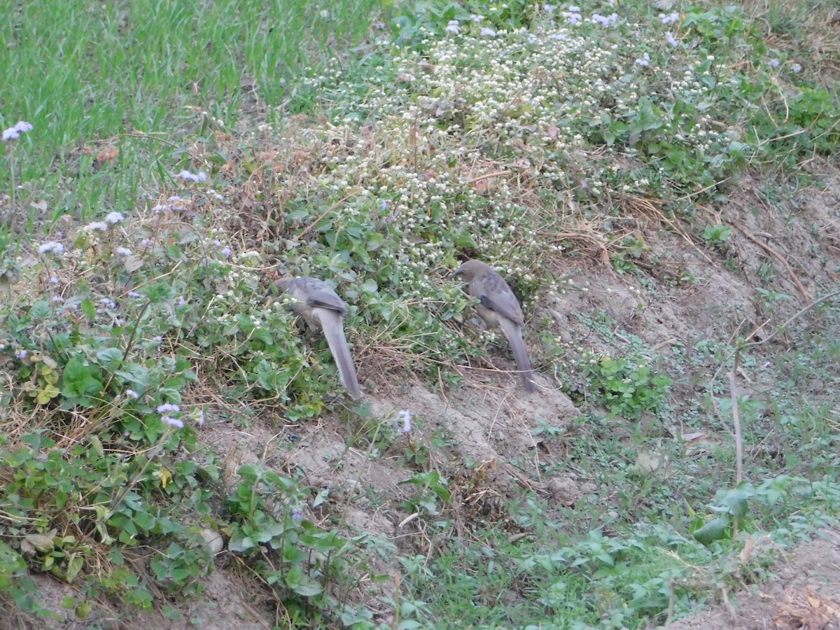 オジロヤブチメドリ - ML646898246