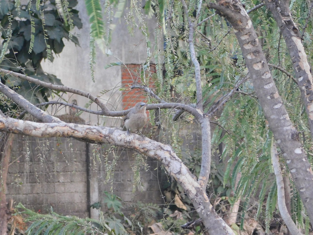 Большая дроздовка - ML646898247