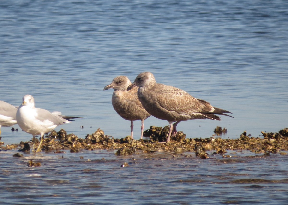 Kaio hauskara amerikarra - ML646898248