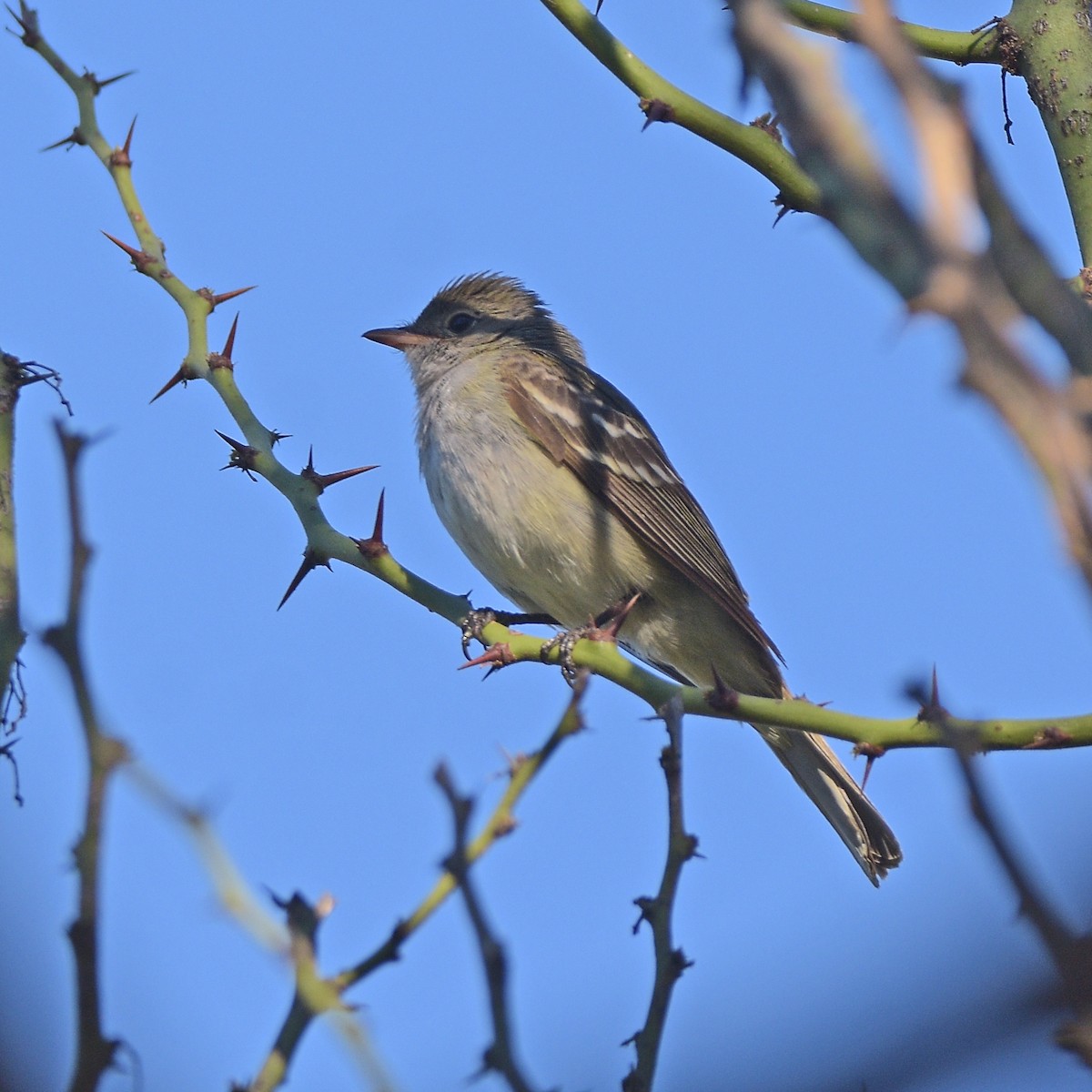 White-crested Elaenia - ML646898249