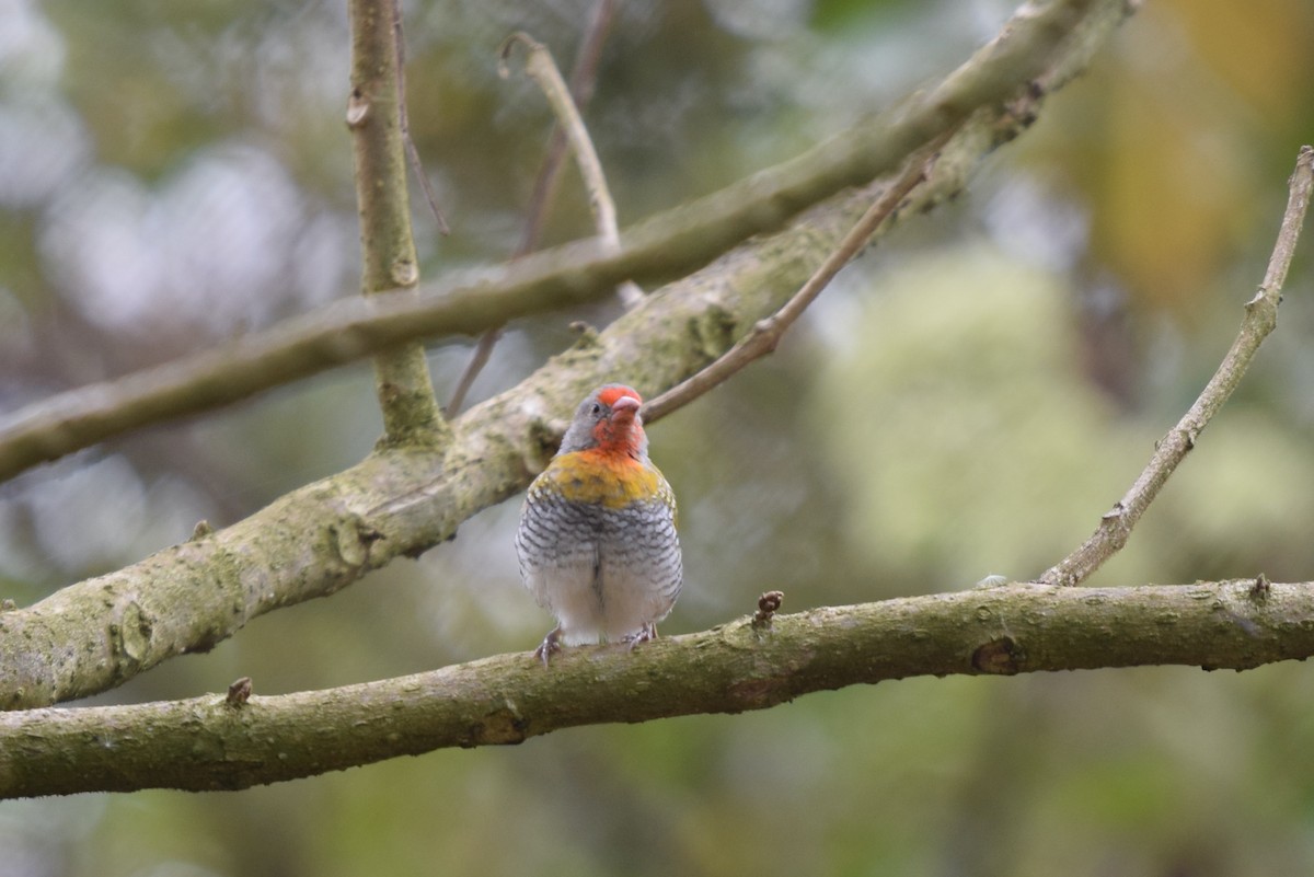 Green-winged Pytilia - ML646898250