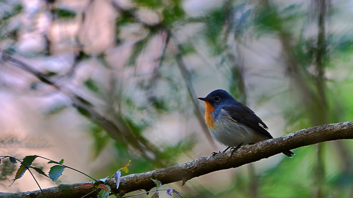 Taigako euli-txoria - ML646898251