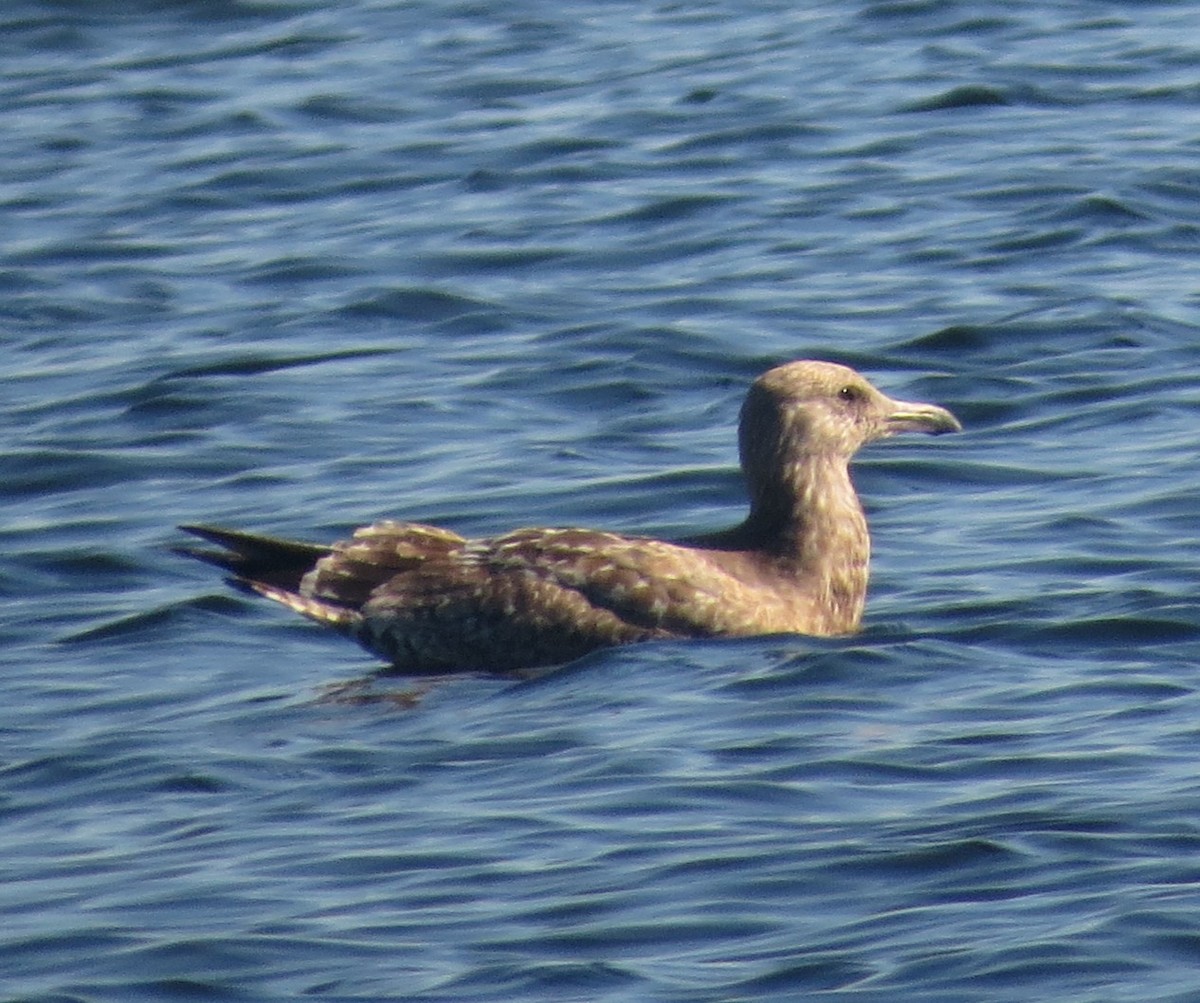 Kaio hauskara amerikarra - ML646898252