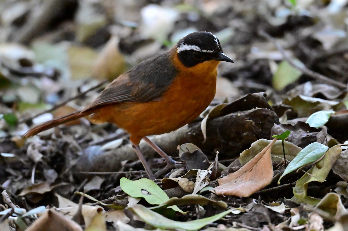 Rüppell's Robin-Chat - ML646898253