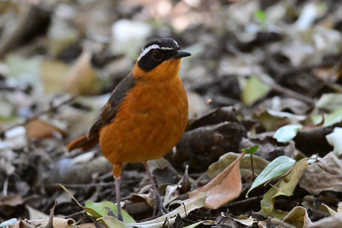 Rüppell's Robin-Chat - ML646898254