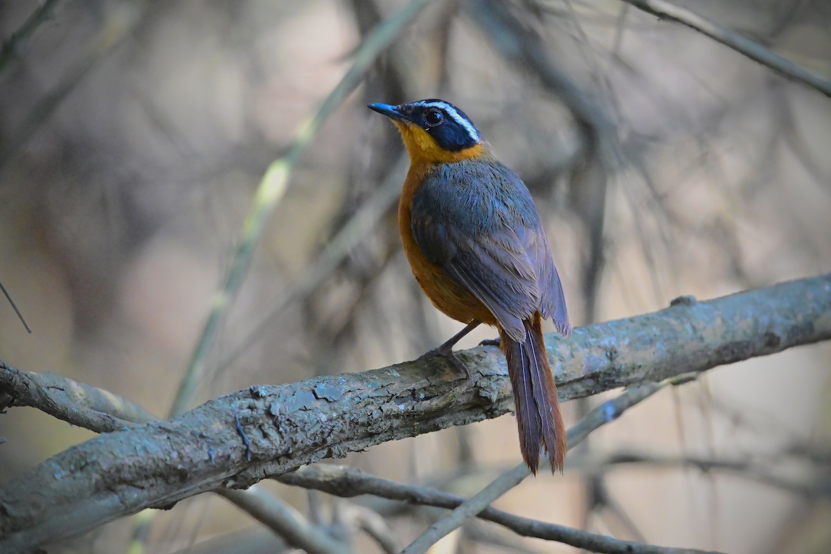 Rüppell's Robin-Chat - ML646898255