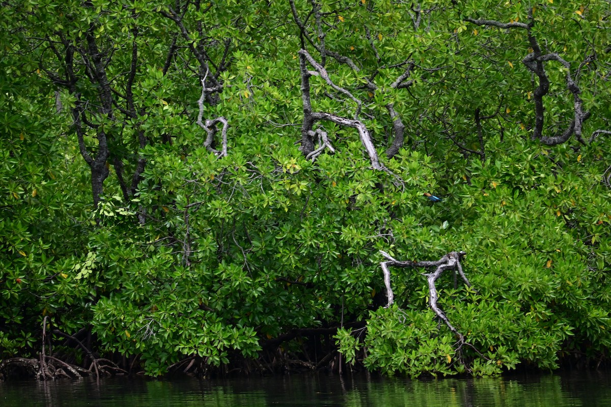 Аистоклювый гуриал - ML646898256