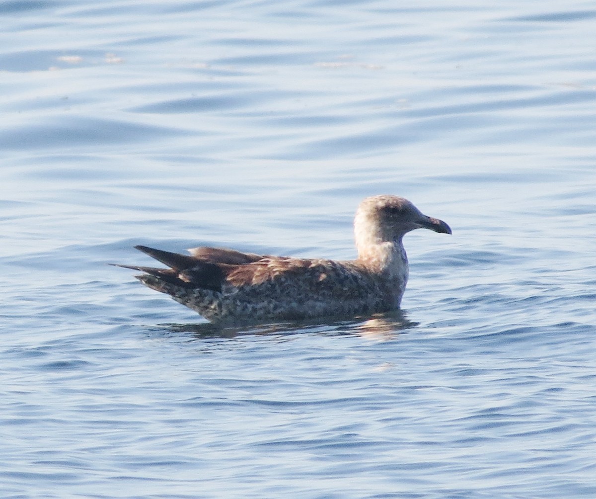 Kaio hauskara amerikarra - ML646898257