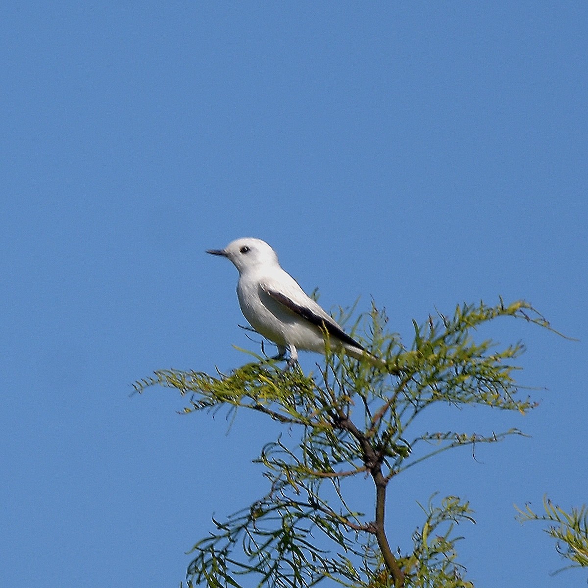 White Monjita - ML646898258