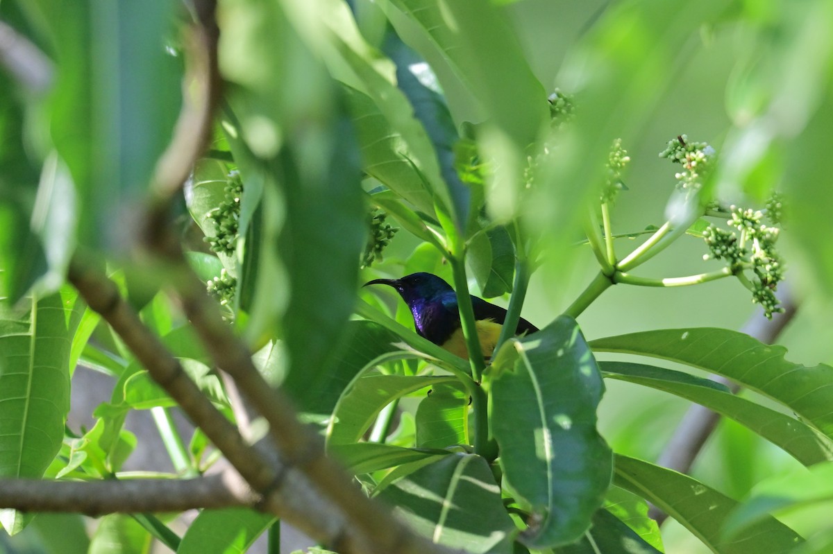 Variable Sunbird - ML646898259