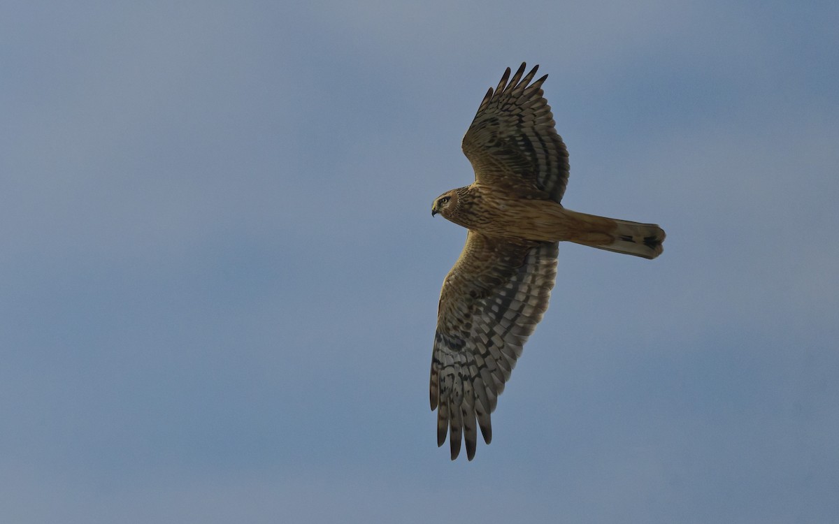 Hen Harrier - ML646898261