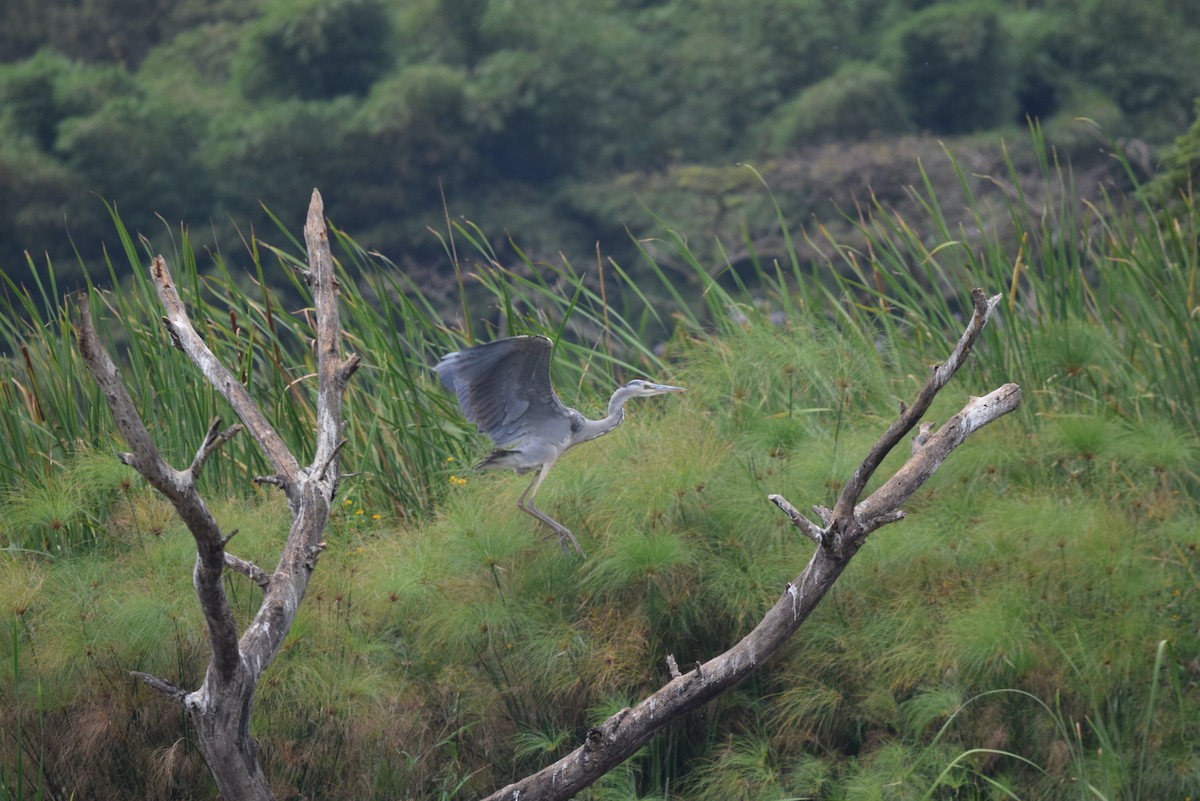 Gray Heron - ML646898263