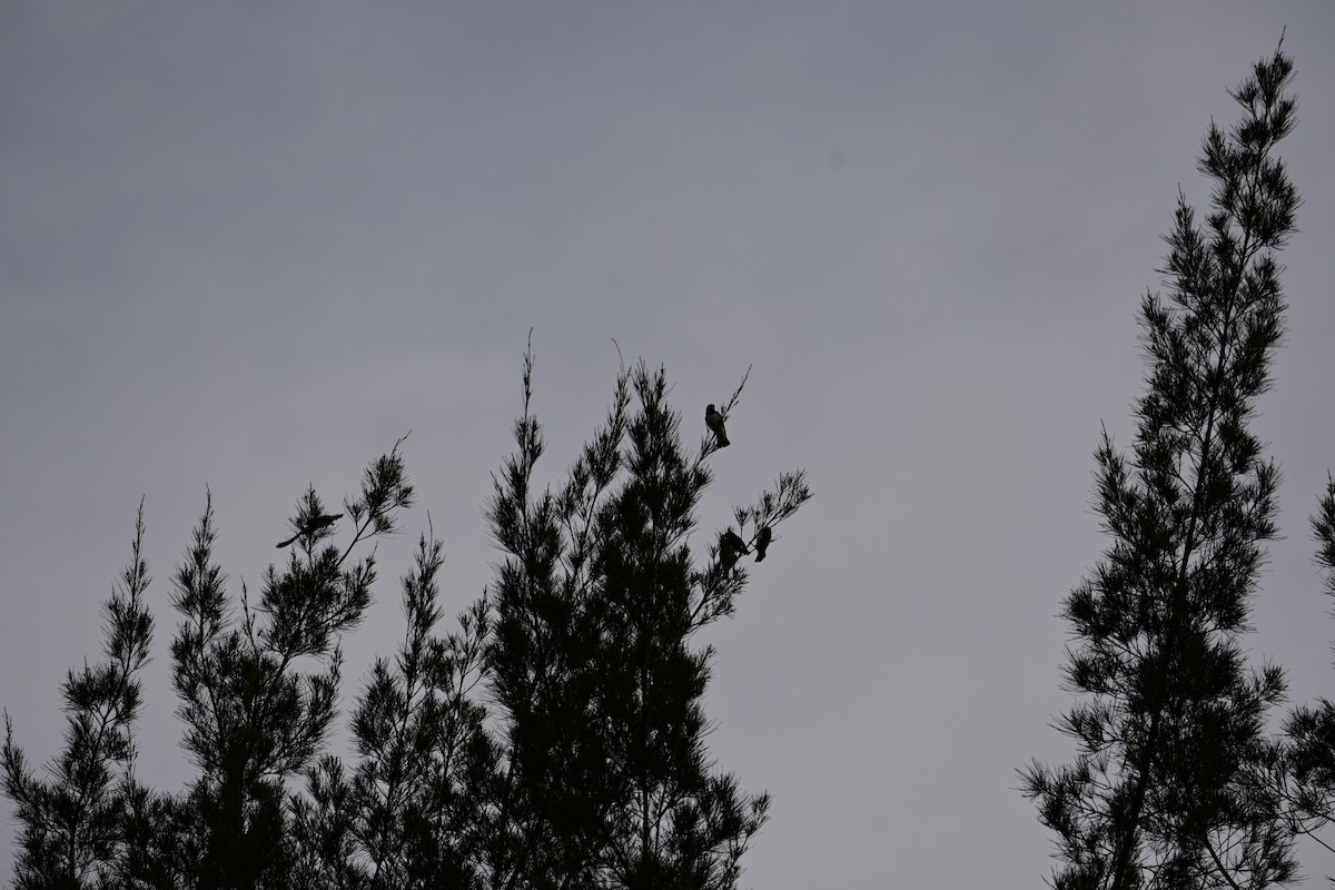 Ланграйн білогрудий - ML646898273