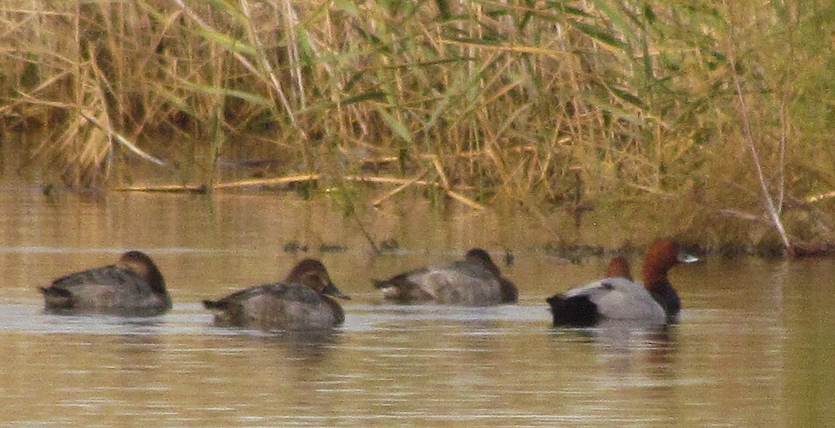 Common Pochard - ML646898276