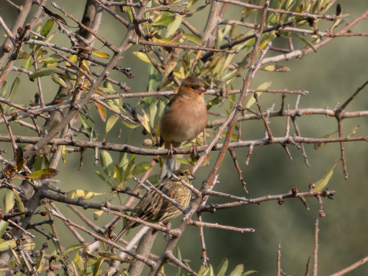 ノドグロアオジ - ML646898277