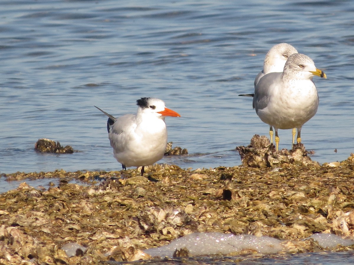 Txenada handi amerikarra - ML646898278