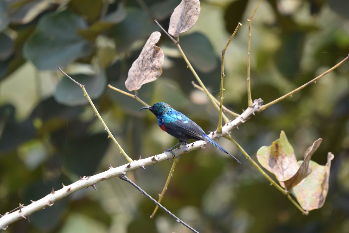 Red-chested Sunbird - ML646898280